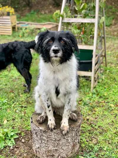 Niederösterreichs Mensch-Hund(e)-Teams ♡-Beitrag-Bild