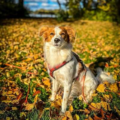 Hundetreffen-Kooikerhondje Treffen-Bild