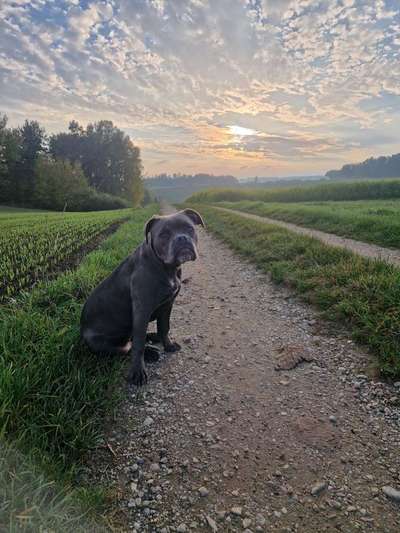 Hundetreffen-Übungsspaziergänge-Bild