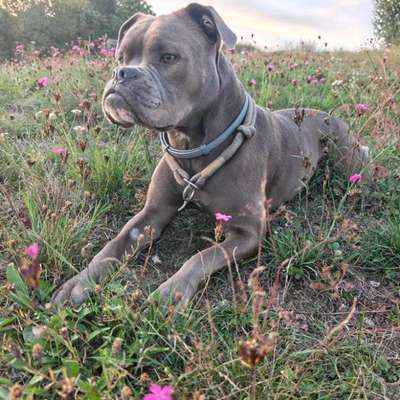 Hundetreffen-Hundefreunde gesucht-Bild