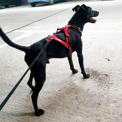 Hundetreffen-Mantrailing (Hobbygruppe)-Bild