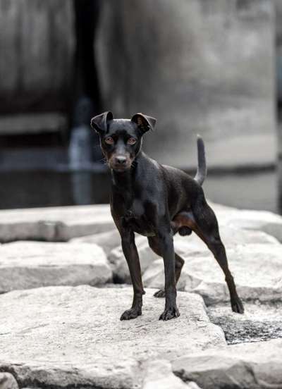 Hundetreffen-Gemeinsames Gassi, Toberunde im Garten-Bild