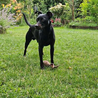 Hundetreffen-Gemeinsames Gassi, Sozialkontakte-Bild
