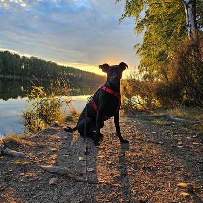Hundetreffen-Gemeinsames Gassi-Bild