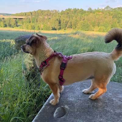Hundetreffen-Gemeinsame Gassi- und Spielrunden-Bild
