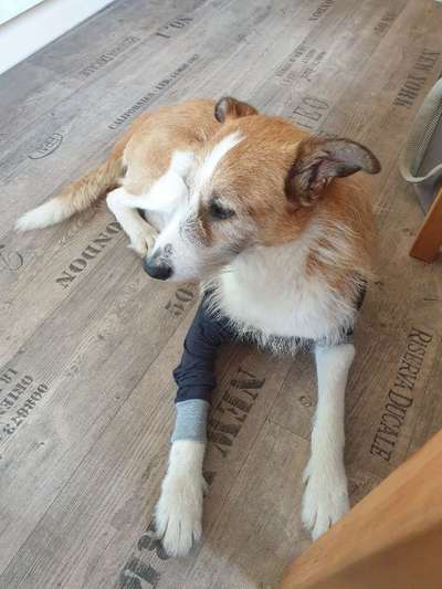 Podencomischling oder Podenco-Beitrag-Bild