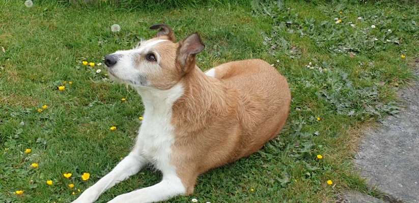 Podencomischling oder Podenco-Beitrag-Bild