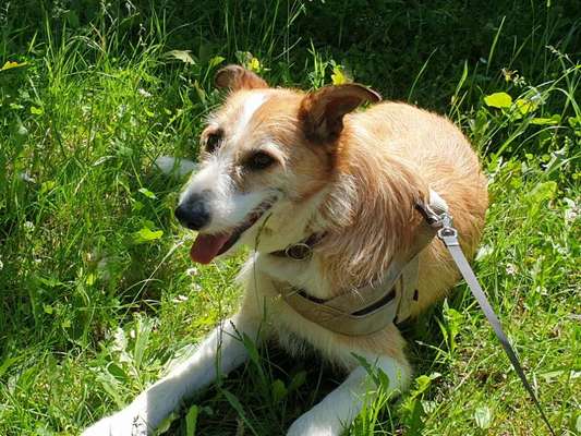 Podencomischling oder Podenco-Beitrag-Bild