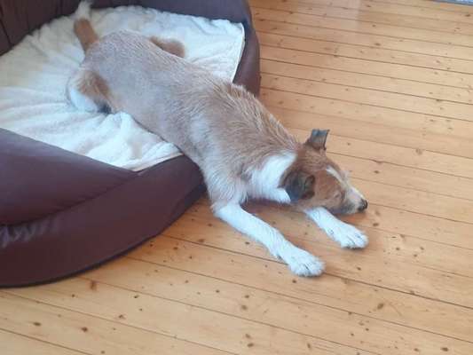 Podencomischling oder Podenco-Beitrag-Bild