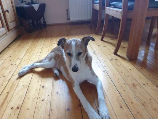 Podencomischling oder Podenco-Beitrag-Bild