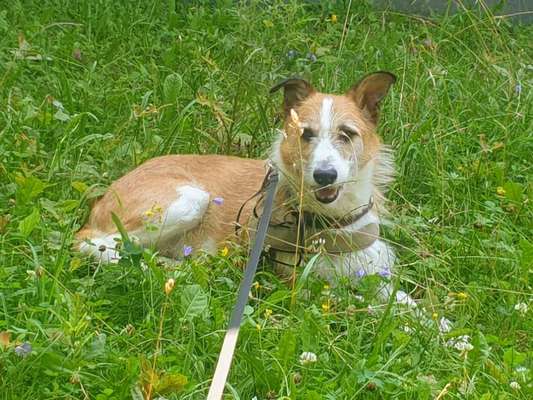 Hund aus dem Spanischen Tierschutz-Beitrag-Bild