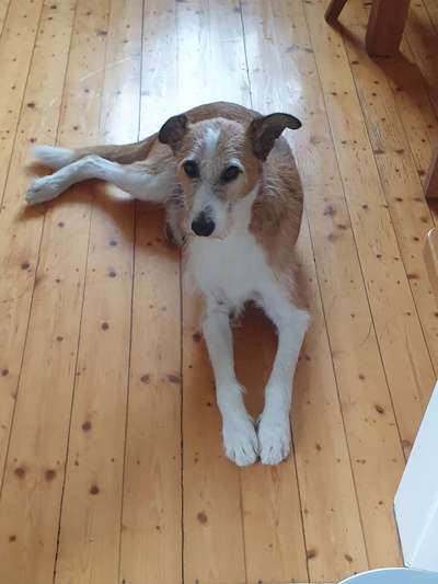 Podencomischling oder Podenco-Beitrag-Bild