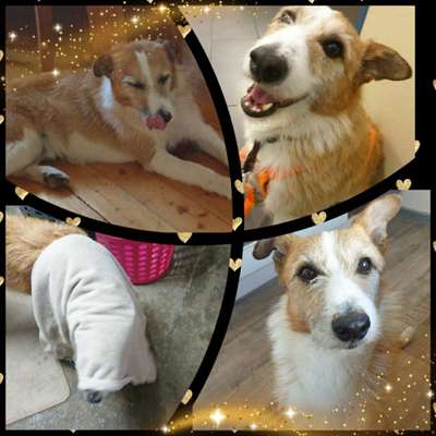 Hund aus dem Spanischen Tierschutz-Beitrag-Bild