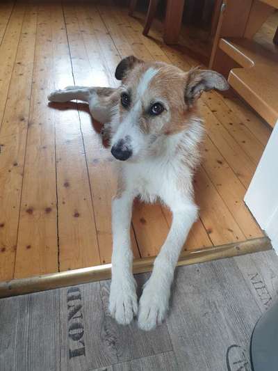 Hund aus dem Spanischen Tierschutz-Beitrag-Bild