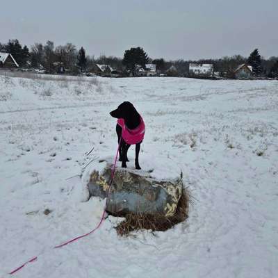 Hundetreffen-Souveräner Hund gesucht für Junghündin-Bild