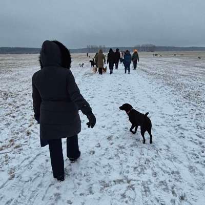 Hundetreffen-Hundefreunde für Junghündin-Bild