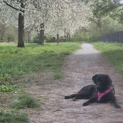 Hundetreffen-Spazieren, Training, ggf. Spielen-Bild