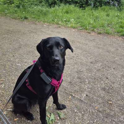 Hundetreffen-Souveräner Hund gesucht für Junghündin-Bild