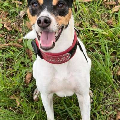 Ratonero Bodeguero Andaluz-Beitrag-Bild