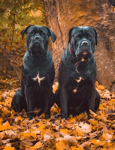 cane corso-Beitrag-Bild