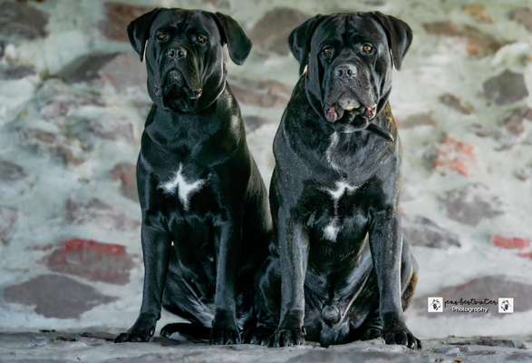 cane corso-Beitrag-Bild