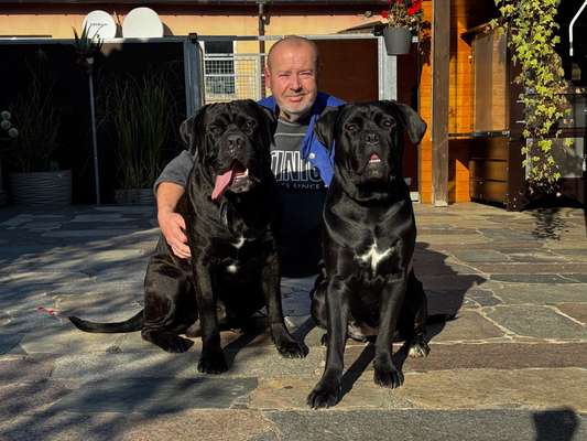 cane corso-Beitrag-Bild