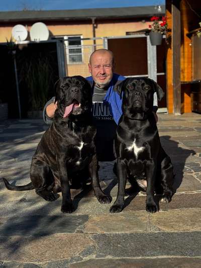 cane corso-Beitrag-Bild