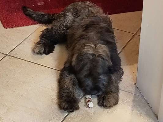 Hundetreffen-Spielen und Rennen und Lernen-Bild