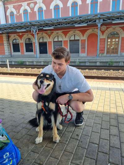 Hundetreffen-Treffen aller Altersgruppen-Bild