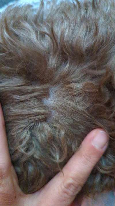 Havaneser zittert während und nach dem Joggen-Beitrag-Bild