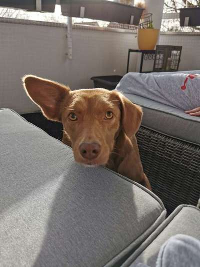 Die Dogorama Kalender Challenge Titelbild-Beitrag-Bild