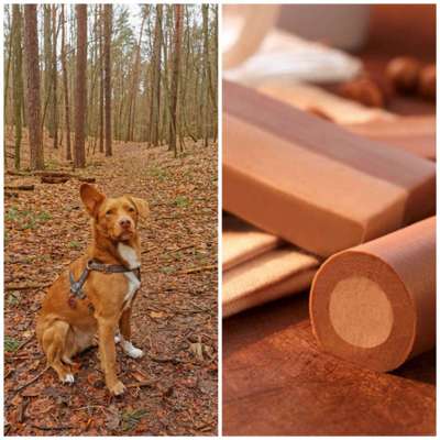 Wie heißt dein Hund?-Beitrag-Bild