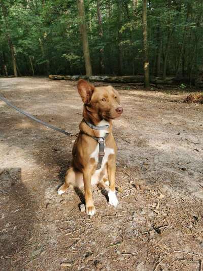 Mischlingshunde Foto Aufruf-Beitrag-Bild