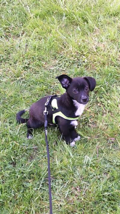 TierschutzhundeStammtisch🐕-Beitrag-Bild