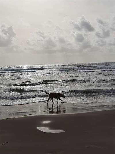 Die Dogorama Kalender Challenge Titelbild-Beitrag-Bild