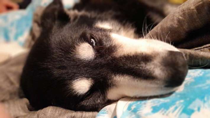 Fotochallange Nr. 57     PORTRÄT.   Beendet!!!!!!!!-Beitrag-Bild