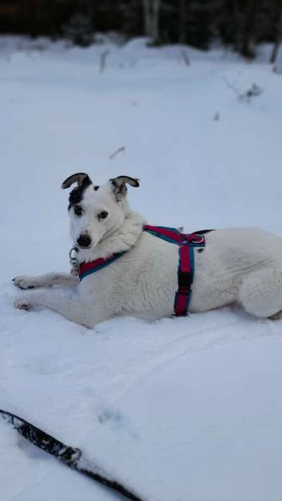 Mischlingshunde Foto Aufruf-Beitrag-Bild