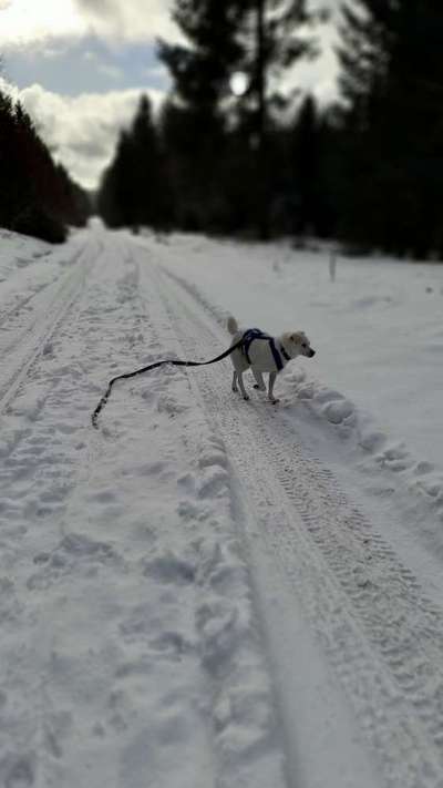 Mischlingshunde Foto Aufruf-Beitrag-Bild