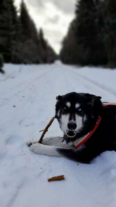 Mischlingshunde Foto Aufruf-Beitrag-Bild