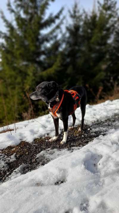 Mischlingshunde Foto Aufruf-Beitrag-Bild