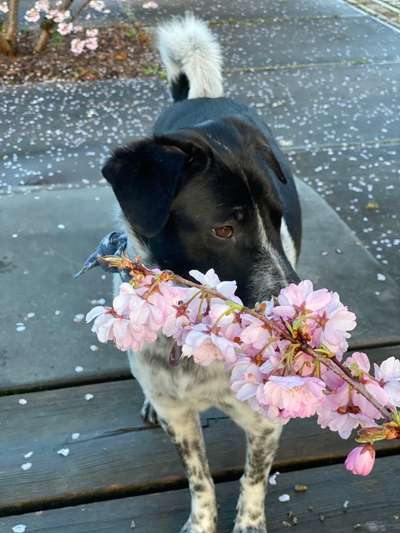 Die Dogorama Monats Challenge "Es grünt und blüht"-Beitrag-Bild