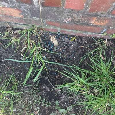 Giftköder-Schneckenkorn-Bild