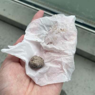 Giftköder-Mögliche Gefahr-Bild