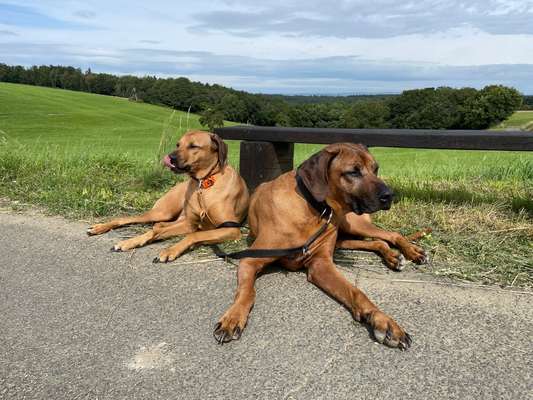Rhodesian Ridgeback-Beitrag-Bild