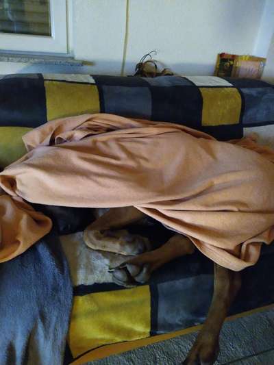 Rhodesian Ridgeback-Beitrag-Bild