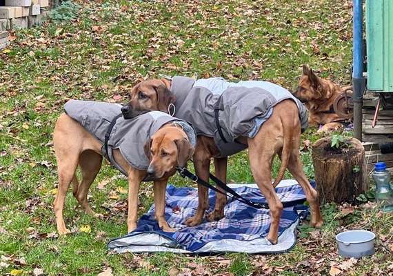 Rhodesian Ridgeback-Beitrag-Bild