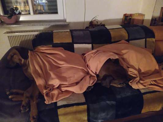 Rhodesian Ridgeback-Beitrag-Bild