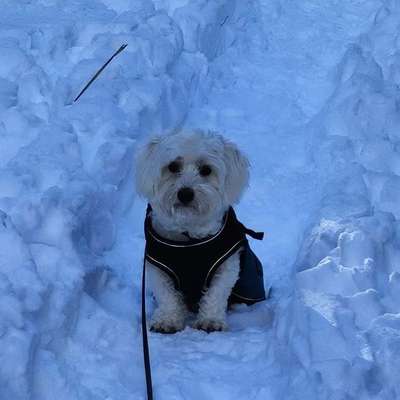 Hundetreffen-Treffen zum Spielen oder spazieren gehen-Bild