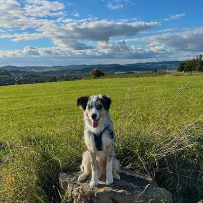 Hundetreffen-Hundetreffen-Bild