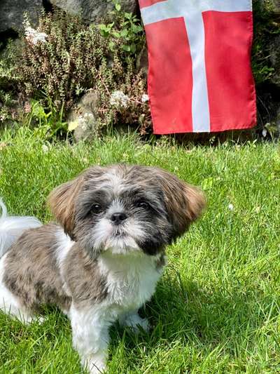Shih Tzu von Jung bis Senioren-Beitrag-Bild